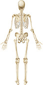 Human skeleton, illustration