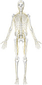 Main nerves, anterior view, illustration