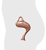 Uterus, lateral view, illustration