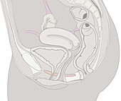 Female genital organs, section, illustration