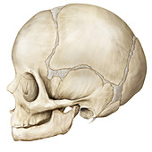 Child's skull, illustration