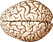 Cerebrum, Superior View, illustration