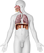 Organs of the respiratory system, illustration