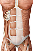 Trunk muscles, anterior view, illustration