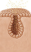 Exocrine gland, illustration