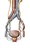 Lymphatic system of prostate, illustration