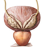 Organs of the male urinary system, illustration