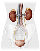 Female Urinary System, illustration