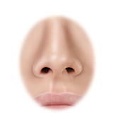 Nose, illustration