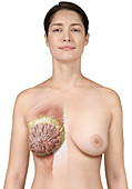 Breast Anterior View, illustration