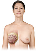 Breast, anterior view, illustration