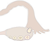 Luteal Phase, illustration