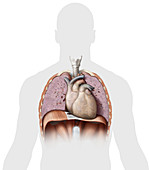 Organs of the Chest, illustration