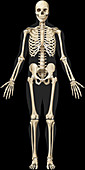 Human Skeleton, illustration