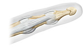 Interphalangeal Joints, illustration