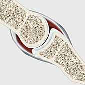 Interphalangeal Joints, illustration