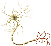 Multipolar Neuron, illustration