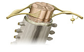 Spinal Cord, Transversal Section, illustration