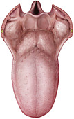 Superior View of the Tongue, illustration