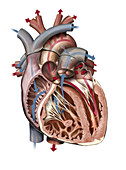 Cross section of the heart, illustration