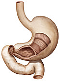 Stomach Section, illustration