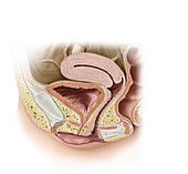 Female Genital Organs, illustration