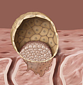 Blastocyst, illustration