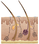 Cross Section of the Skin, illustration