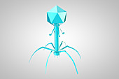 T4 Bacteriophage Virus, illustration