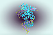 Protein Catabolism, illustration