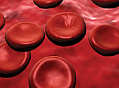 Red Blood Cells, illustration