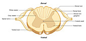 Spinal Cord, illustration