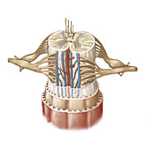 Spinal Cord Anatomy, illustration