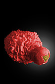 Dendritic Cell Engulfing HIV-Infected T Cell