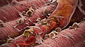 Immature Fat Cells on Blood Vessel