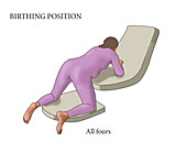 All Fours Birthing Position, illustration