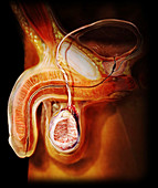 Male Reproductive System, Sagittal Section