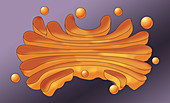 Golgi Apparatus, illustration