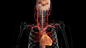 Brain, Spinal Cord, and Circulatory System