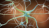 Nerve Cells and Synapses