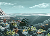 Tide pool ecosystem, illustration