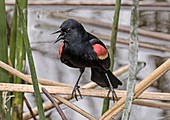 Male red-winged blackbird