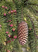 Norway spruce (Picea abies) cones