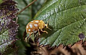 Orange ladybird