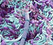 Antibiotic resistance, conceptual composite image