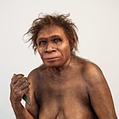 Homo heidelbergensis model