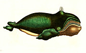 Right whale, 19th century