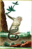 Cebid monkey, 19th century