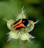 Leaf beetle