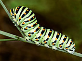 Swallowtail butterfly larva